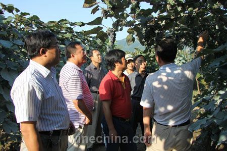 李华、王华教授在通天酒业葡萄基地了解山葡萄种植情况