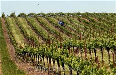美国葡萄酒价格上涨 本国消费者面临挑战
