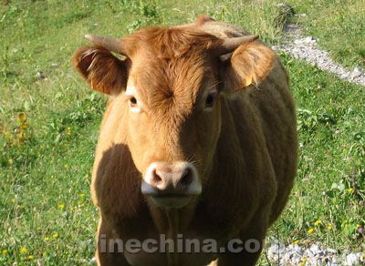 法国牛喝红酒 肉质口感更佳