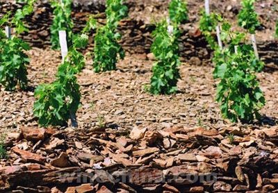 什么是葡萄酒中的矿物香气?