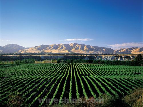 新西兰贸易发展局210万美元构建本国葡萄酒品