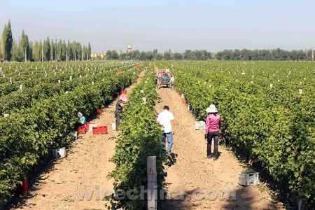 张裕:葡萄田园“酿”芬芳