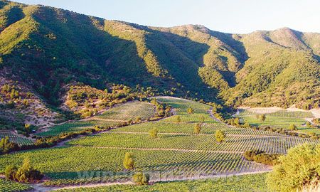 Vina Caliterra成为智利可持续发展葡萄酒厂表率