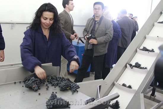 世界酿酒大师贺兰山东麓自酿葡萄酒