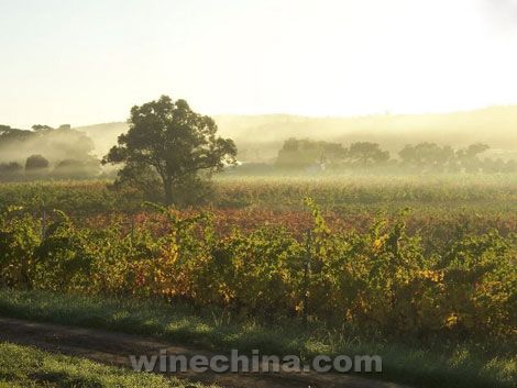 澳葡萄酒种植园销售行情开始走俏