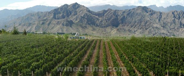 贺兰晴雪:与澳大利亚酿酒师携手合作