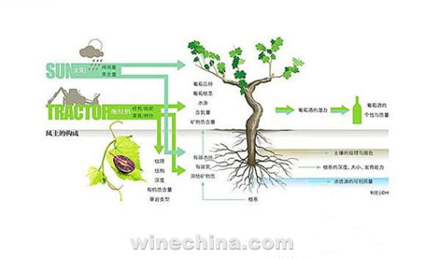 有机葡萄酒的神话