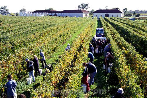南半球酿酒葡萄采收报告 有人欢喜有人忧-中国葡萄酒信息网