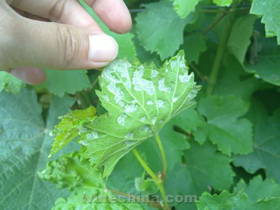 葡萄酒基础知识之葡萄种植