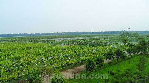 泰山南麓将建鲁中最大葡萄酒庄集群