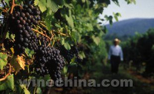 玩转美国六大鲜为人知的葡萄酒产区