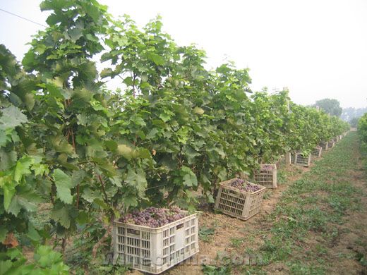 视频：2013葡萄园报告（27）天津产区：玫瑰香、贵人香品质优良