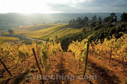 葡萄园受霜冻影响 智利宣布进入紧急状态-中国