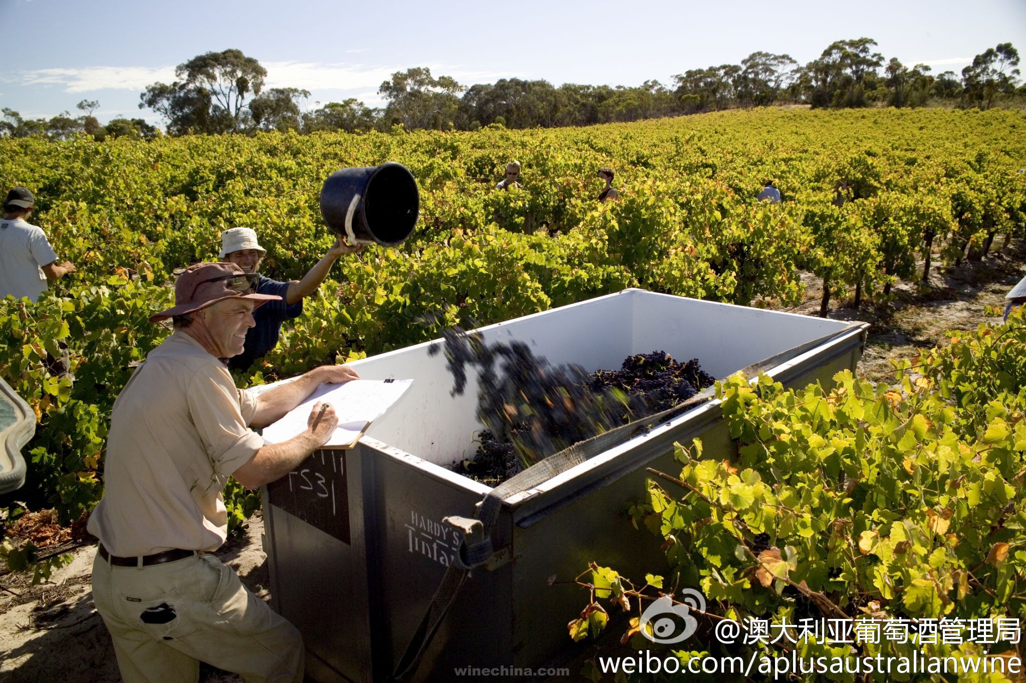 【微言酒语】2013澳大利亚南澳阿德莱德山区采收报告