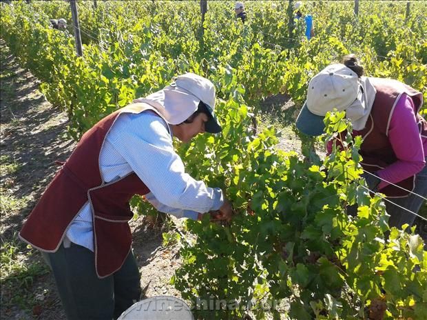 OIV:2013全球葡萄酒产量较去年上涨10%