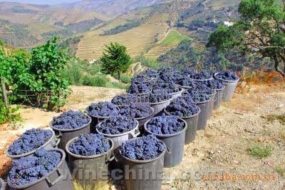葡萄酒世界里的矛盾：新旧世界之争