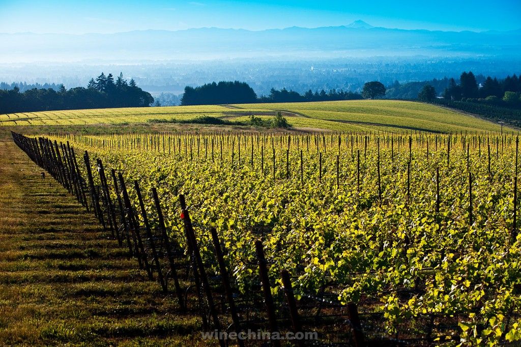 勃艮第杜鲁安家族新收购俄勒冈Roserock葡萄园-中国葡萄酒信息网
