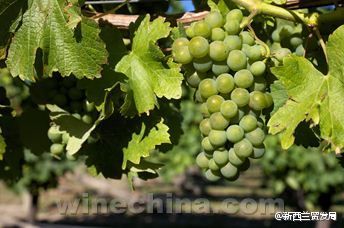 【微言酒语】新西兰目标成为高品质、低热量、