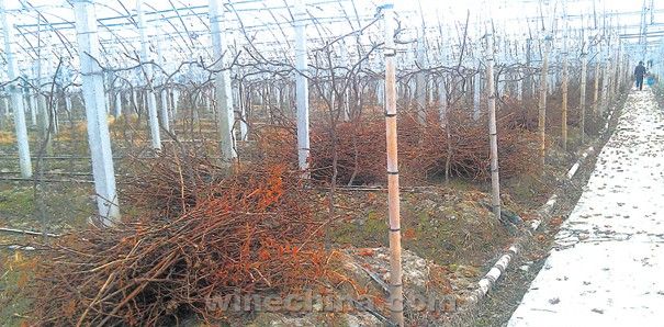 葡萄枝回收变废为宝 可栽培菌类或作肥料