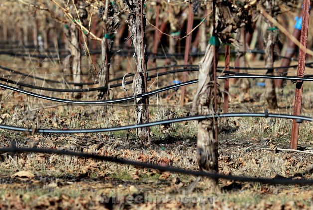 索诺玛县葡萄种植者树立了100%可持续发展的目标