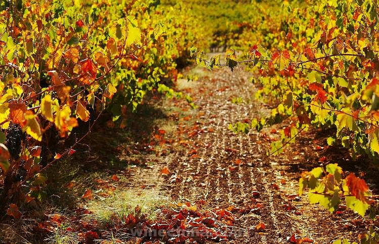 澳大利亚巴罗萨谷成为全球10大葡萄酒旅游胜地