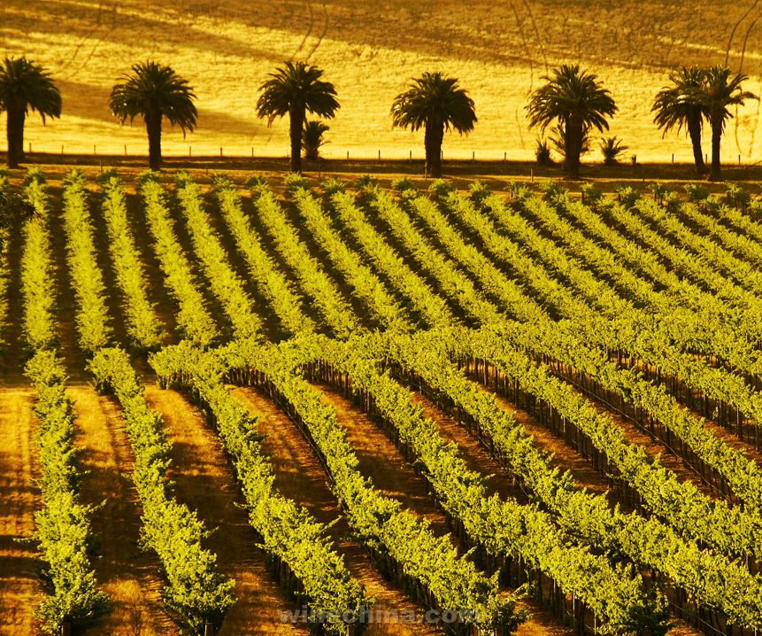 澳大利亚巴罗萨谷成为全球10大葡萄酒旅游胜地