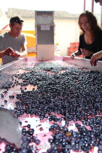 Berry Bros to offer winemaking service