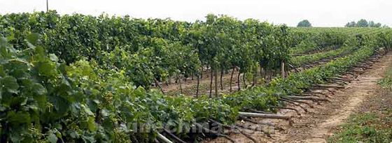 Hail-Hit Bordeaux Growers Protest Over Lack of Aid 