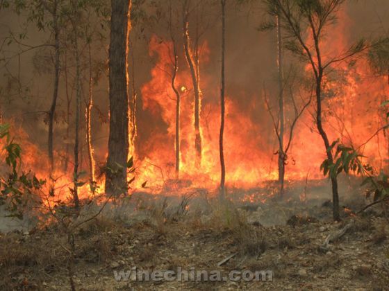 Bushfires used to test impact of smoke on wine