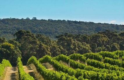 Margaret River wineries dispute Wallcliffe name