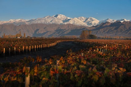 Argentina winemakers facing difficult 2014 vintage