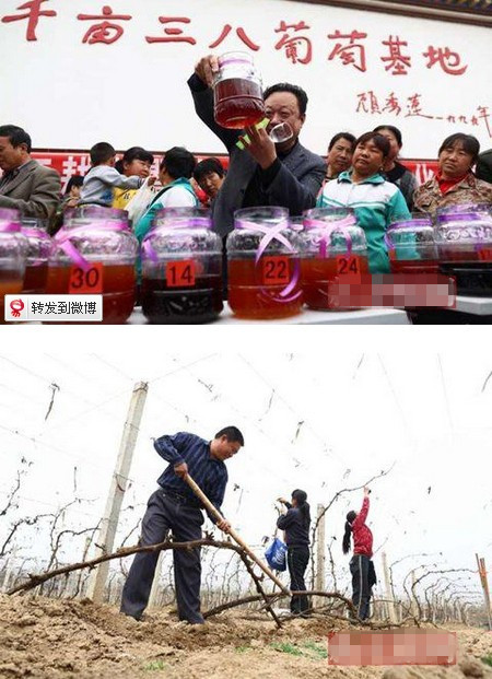 延庆开耕节品葡萄酒