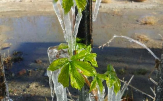 Video:2014 Vineyard Report(1)Yanqi,Xinjiang:Frost Occurs during Bud Break 