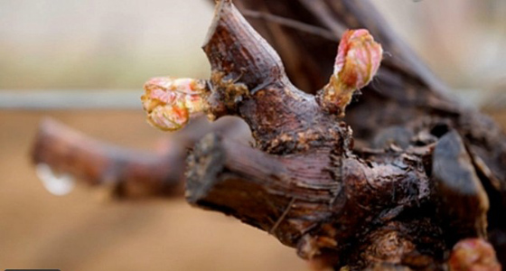 Video:2014 Vineyard Report (2)Beijing & Shacheng, Changli and Tianjin Regions