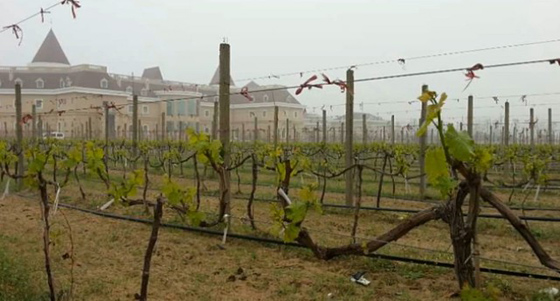 Video:2014 Vineyard Report(3)Jiaodong and Other Regions