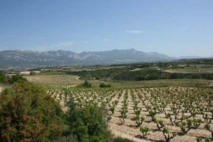 Rioja 2013 vintage declared 'good'