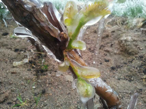 Frost Hit Xinjiang Yanqi Region Cause Damage to Vines