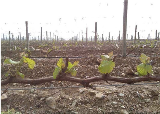 Cold Air Hit Ningxia Wine Regions