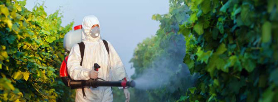 Winery Found Guilty of Pesticide Poisoning