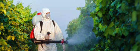 Winery Found Guilty of Pesticide Poisoning 