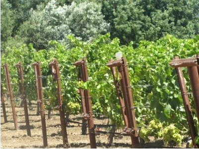 Gallo acquires 90-hectare premium vineyard in California