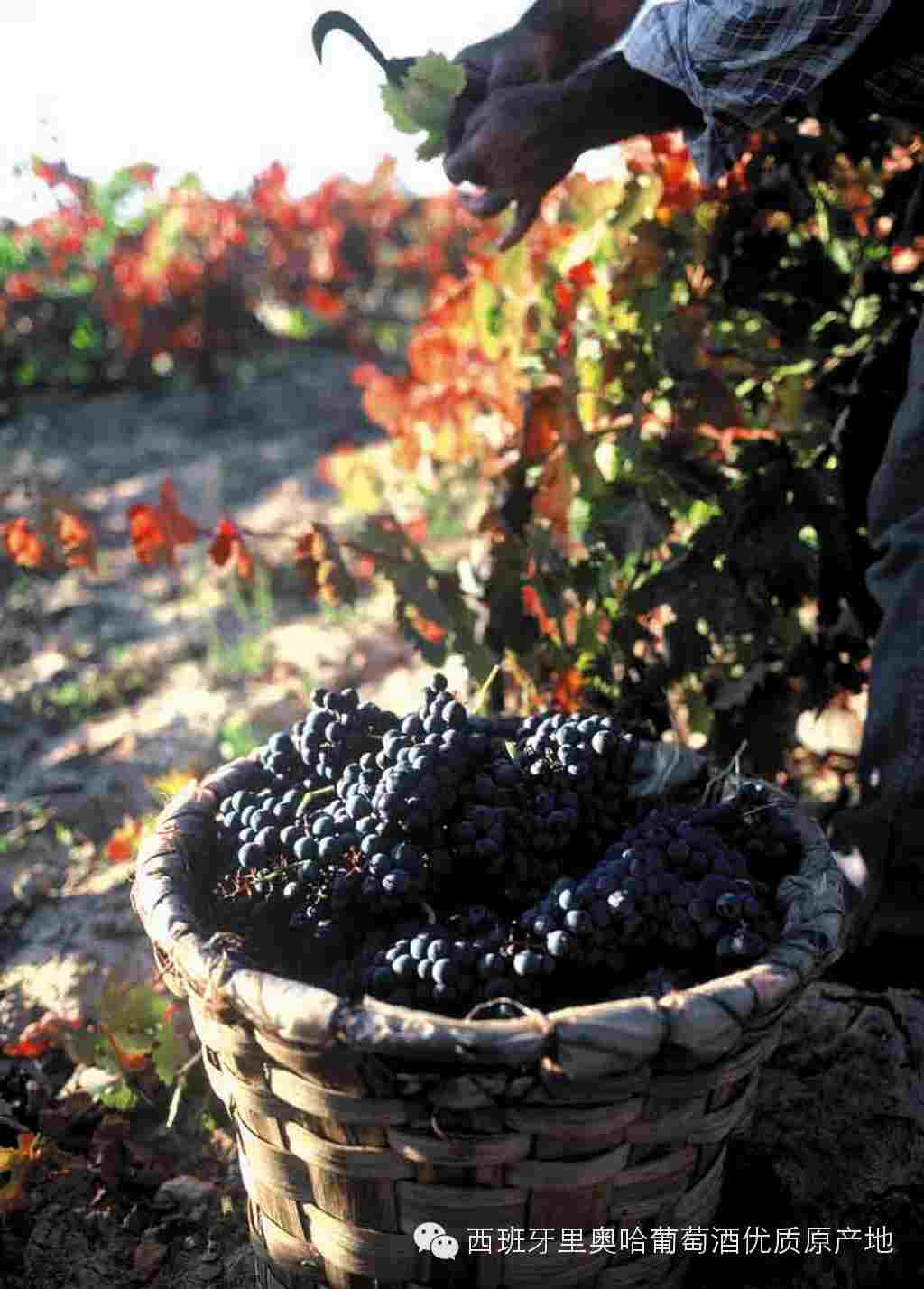 【微言酒语】西班牙里奥哈产区葡萄酒2013年份评级为“良好(GOOD)” 葡萄酒-食品商务网资讯