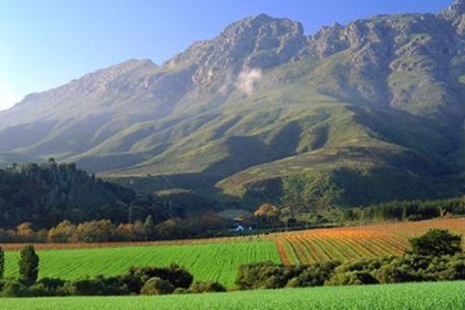 South Africas grape harvest is down 2.6% on 2013 bumper crop