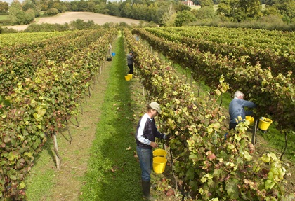 English wine producers celebrate 'relief' of record 2013 harvest