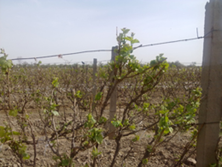 Video:2014 Vineyard Report (6) Gansu Hexi Corridor:Sandstorm lightened the effect of low temperature