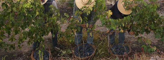 Rainclouds were common over Mendoza during the 2014 vintage 