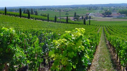 Bordeaux school children sick from vineyard pesticides, say officials