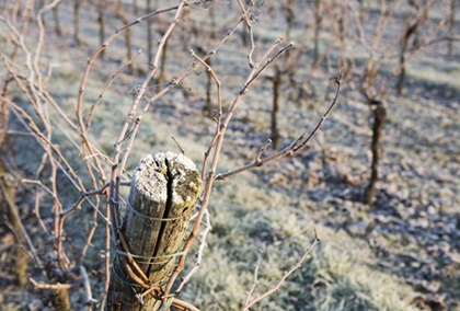 Bulk Wine Frosts push up Chilean bulk wine prices, says Murphy Wine Company
