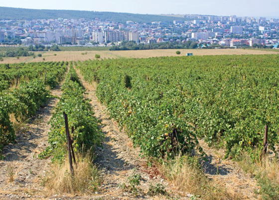 Russia to almost double vineyards by 2020
