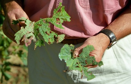 Hail ravages vineyards in northern Medoc